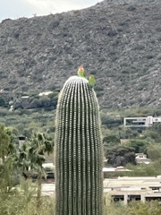 Agapornis roseicollis