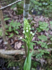 Platanthera psycodes