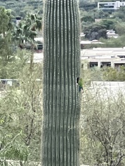 Agapornis roseicollis