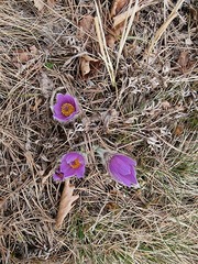 Pulsatilla grandis