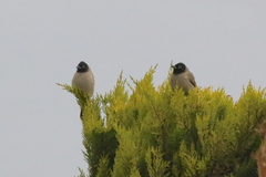 Pycnonotus xanthopygos