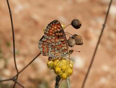 Euphydryas desfontainii