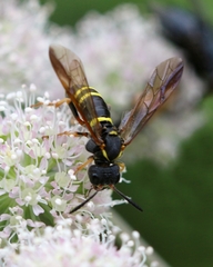 Tenthredo vespa