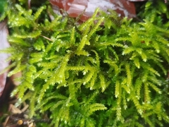 Eurhynchium striatum