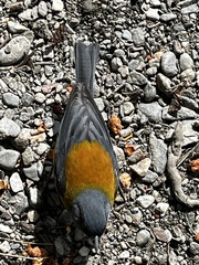 Phrygilus patagonicus