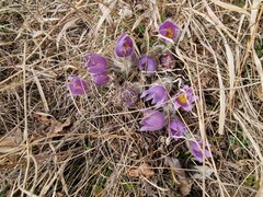 Pulsatilla grandis
