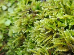 Eurhynchium striatum