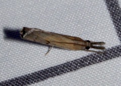 Fissicrambus mutabilis