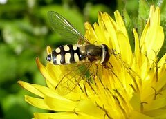 Eupeodes corollae