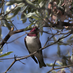 Cinnyricinclus leucogaster