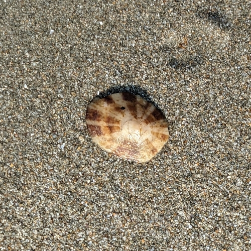 タイワンシボリガイ