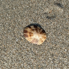 タイワンシボリガイ
