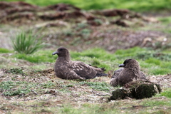 Stercorarius antarcticus