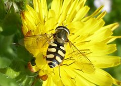 Eupeodes corollae