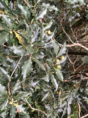 Pittosporum illicioides