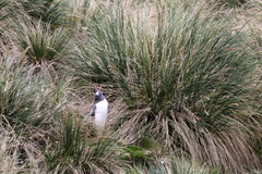 Poa flabellata