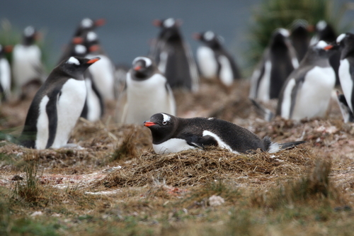 Gentoo Penguin