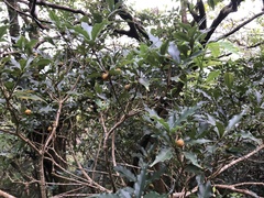 Pittosporum illicioides