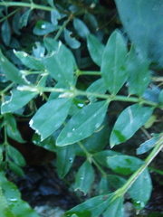 Buxus colchica