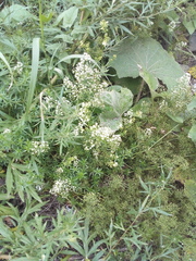 Galium mollugo
