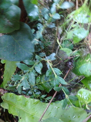 Buxus colchica