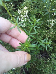Galium mollugo