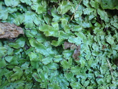 Conocephalum conicum