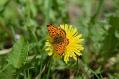 Boloria euphrosyne