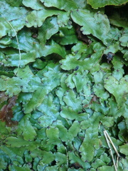 Conocephalum conicum