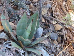 Agave bovicornuta