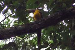 Pteroglossus bailloni