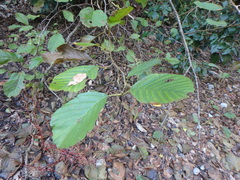 Alnus glutinosa barbata