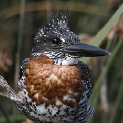 Megaceryle maxima maxima