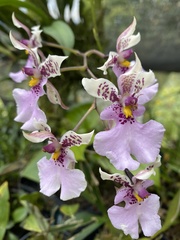 Caucaea