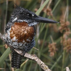 Megaceryle maxima maxima