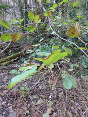 Alnus glutinosa barbata
