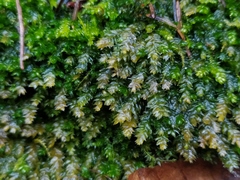 Plagiothecium nemorale