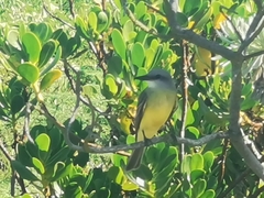 Tyrannus melancholicus