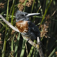 Megaceryle maxima maxima