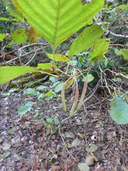Alnus glutinosa barbata