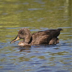 Anas platyrhynchos × undulata