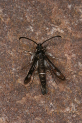 Pyropteron leucomelaenum