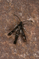 Pyropteron leucomelaenum