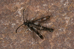 Pyropteron leucomelaenum