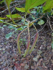 Alnus glutinosa barbata