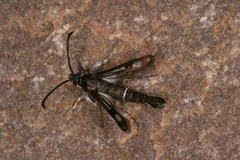 Pyropteron leucomelaenum