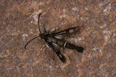 Pyropteron leucomelaenum