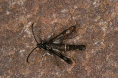 Pyropteron leucomelaenum