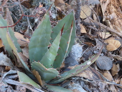 Agave bovicornuta