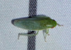 Gyponana